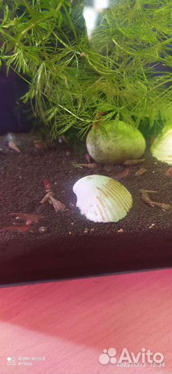 Аквариумные растения, улитки мелании, креветки