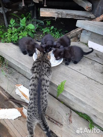 Котята в добрые руки бесплатно