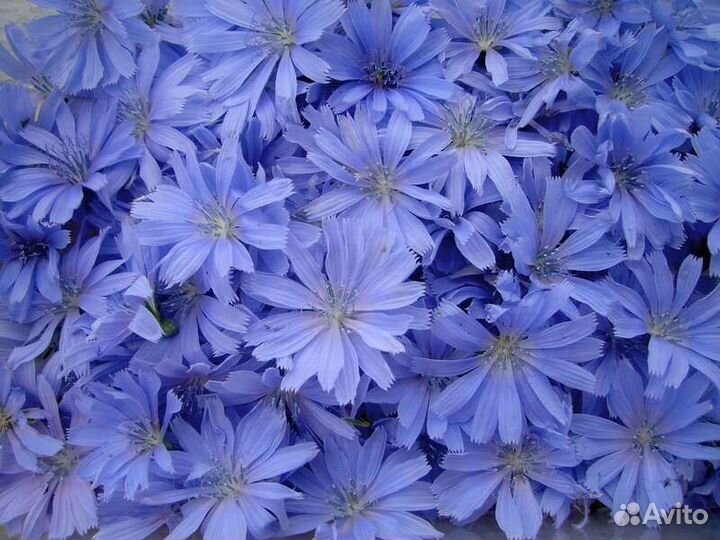 Букет из васильков