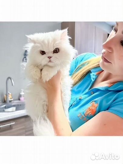 Персидская кошка для разведения