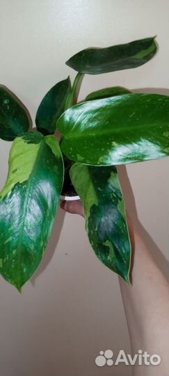 Филодендроны