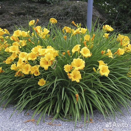 Лилейник Мини Стелла - бордюрный