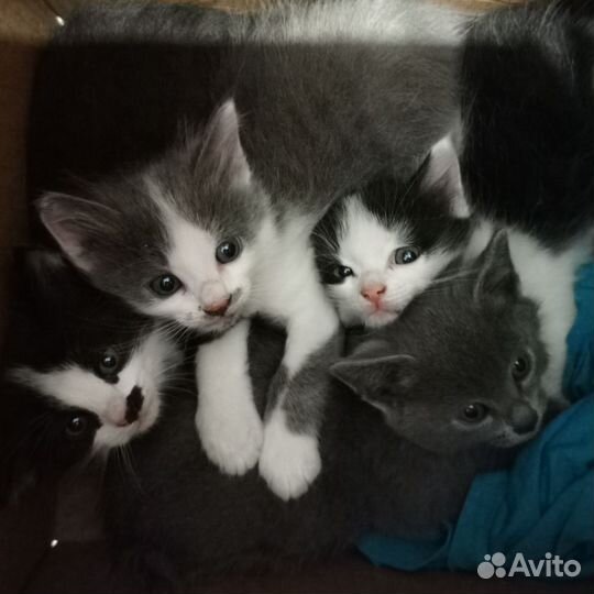 Кошка в дар бесплатно