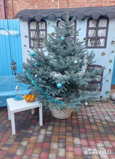 Ели более 2.5м предзаказ