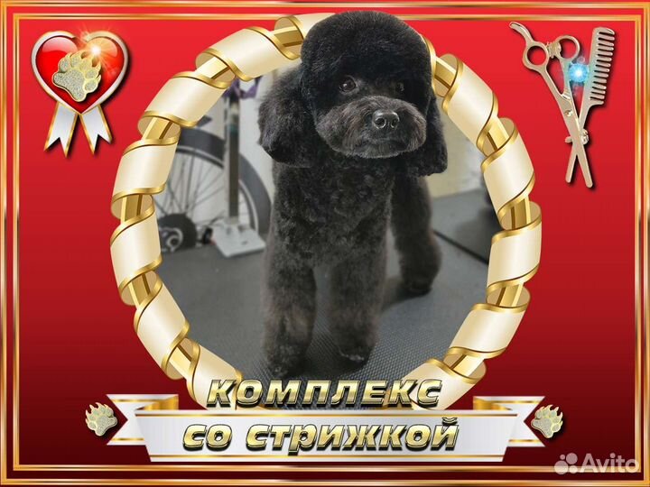Стрижка собак и кошек Экспресс-линька Груминг
