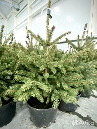 Ель колючая Глаука Кейбаб/ голубая ель/саженцы ели