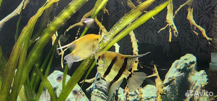 Скалярии пара