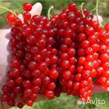 Плодовые деревья и кустарники