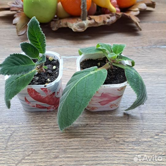 Глоксиния тидея