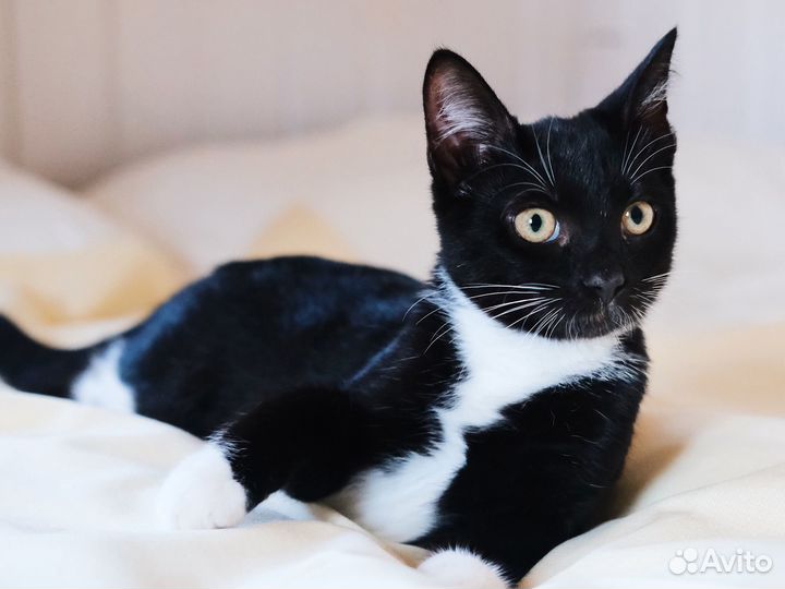 Очень умный, добрый чёрно-белый котёнок 4 мес