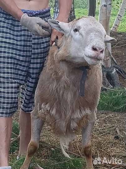 Ягнята (барашки) продам или обменяю