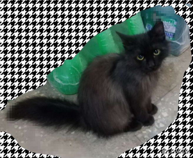 Кошечка, стерилизованая