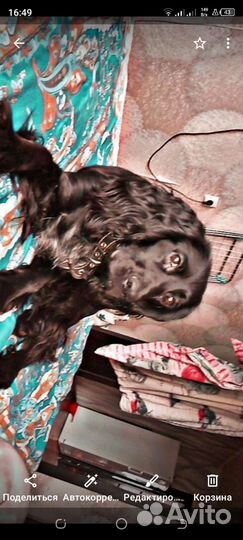 Английский кокер спаниель черный