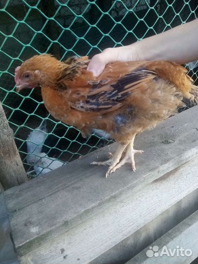 Молодые породистые петушки