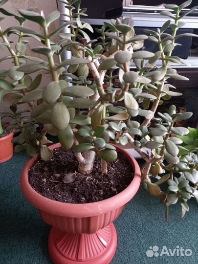 Денежное дерево