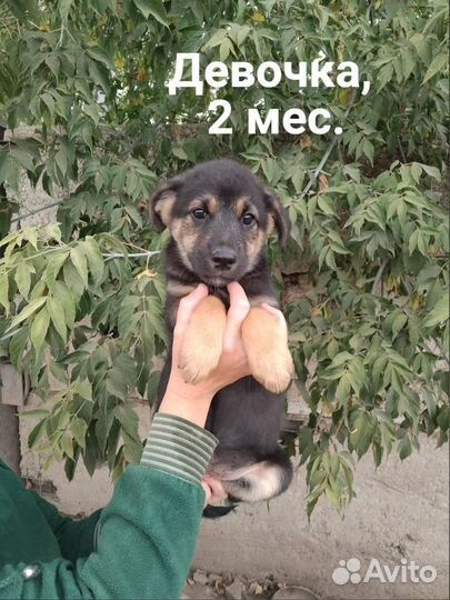 Щенок 2 мес