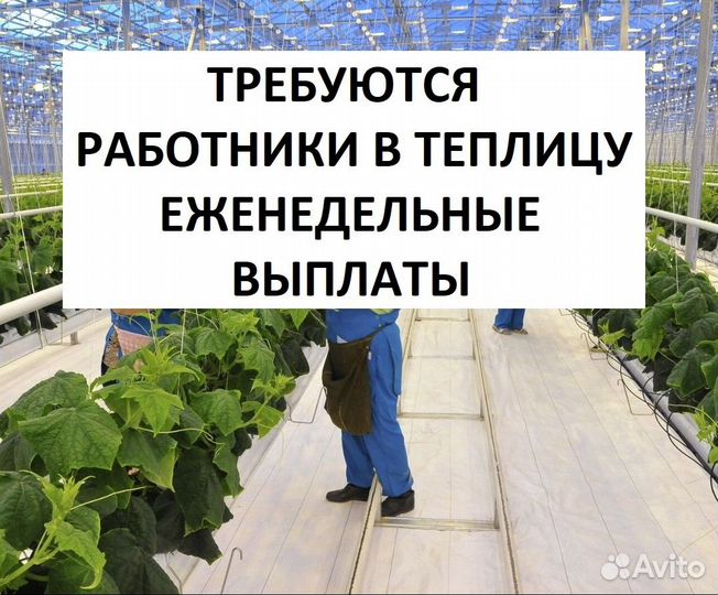 Овощеводы вахта с проживанием