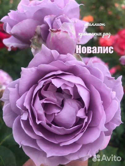 Саженцы роз и плодовых деревьев оптом