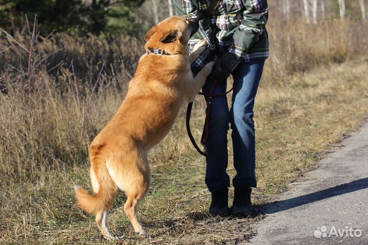 Собака Рыжуля