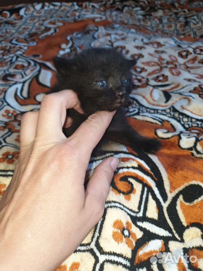 Британские котята