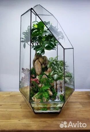 Флорариум с бонсай