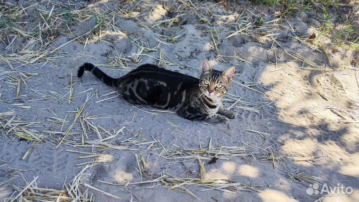 Бесплатно потерялась кошка