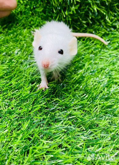 Крысята крысы дамбо