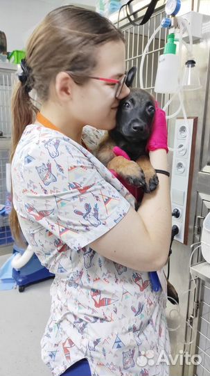 Стерилизация и кастрация кошек и собаки