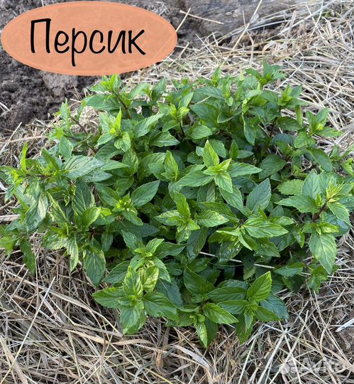 Саженцы мяты Персик Медовая сота и др