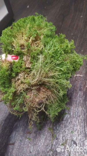 Мох сфагнум