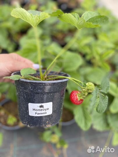 Земляника садовая клубника