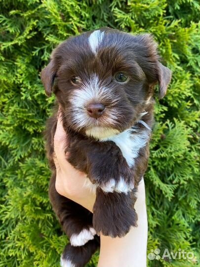 Девочка Шоколадный Йорк