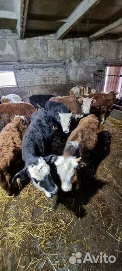 Телята бычки