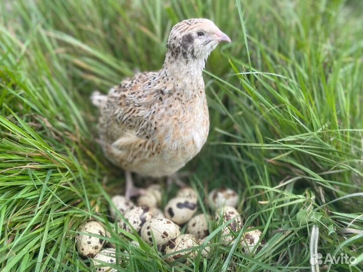 Инкубационное перепелиное яйцо