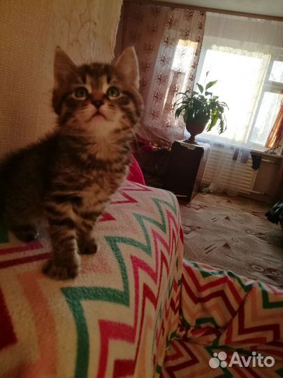 Котята мейн-кун