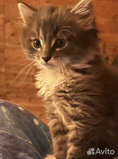 Котята в добрые руки мальчики котики