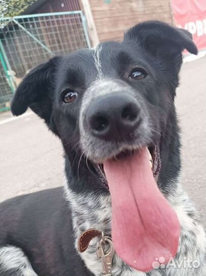 Собаку сбила машина, но он начал ходить заново