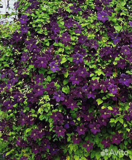 Клематисы.Саженцы