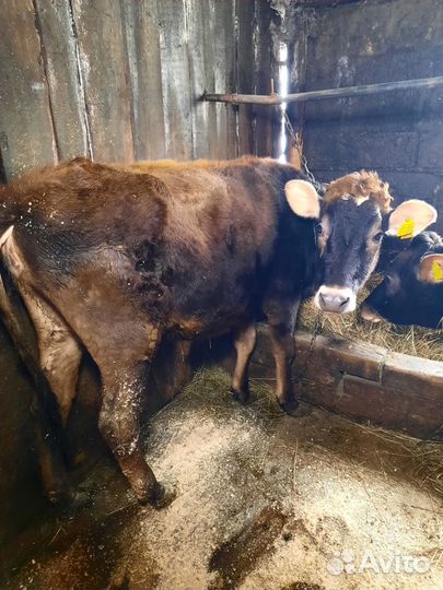 Корова, нетели и тёлки