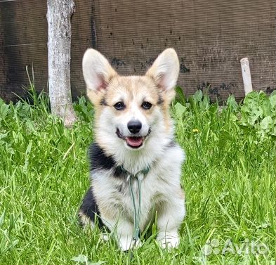 Красавчик - 6 мес. Вельш Корги Пемброк