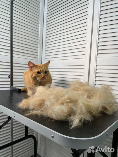 Груминг кошек