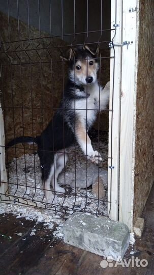 В добрые руки