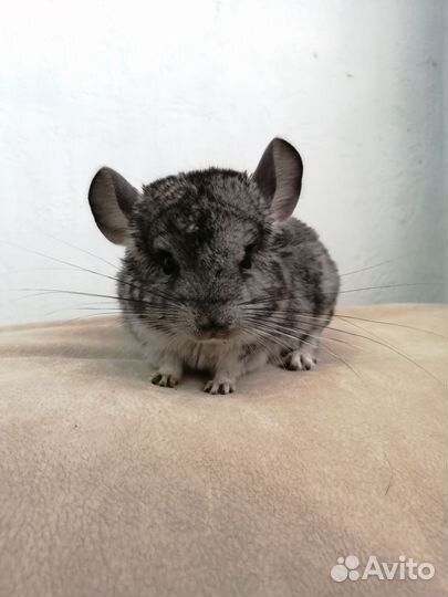Шиншилла ручная