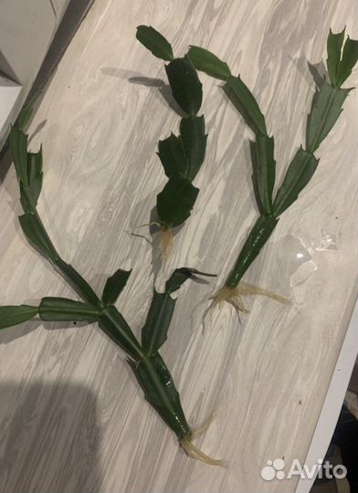 Декабрист шлюмбергера сортовой