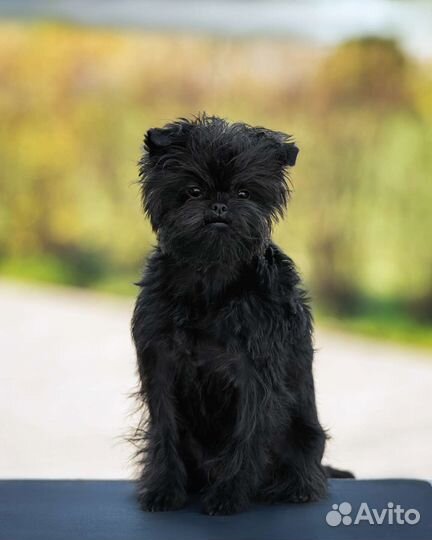 Аффенпинчер