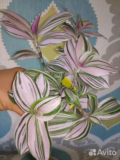 Традесканция