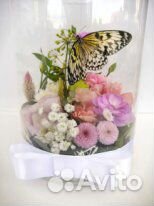 Живые тропические бабочки для подарка