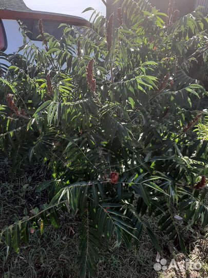 Продаю растения из своего сада с окс