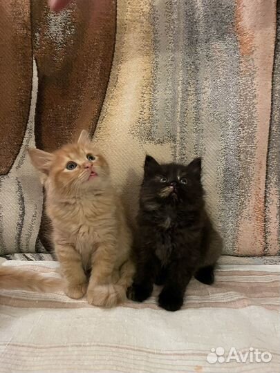 Котята в добрые руки 1,5 месяца