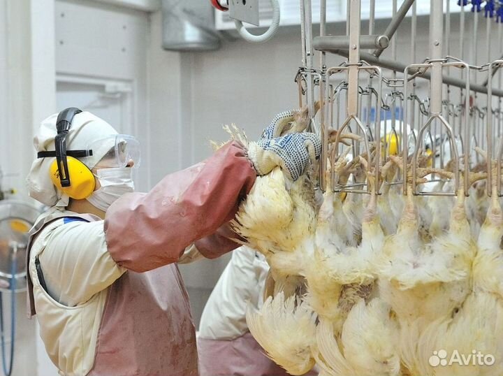 Обвальщик на птицефабрику. Вахта. г. Валуйки